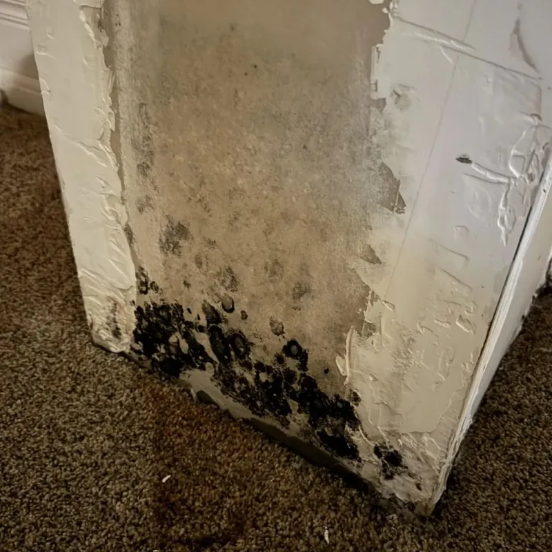 Professional Mold Removal in Miamisburg, OH